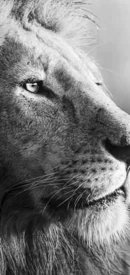 lion, predator, black and white Wallpaper 1440x3040