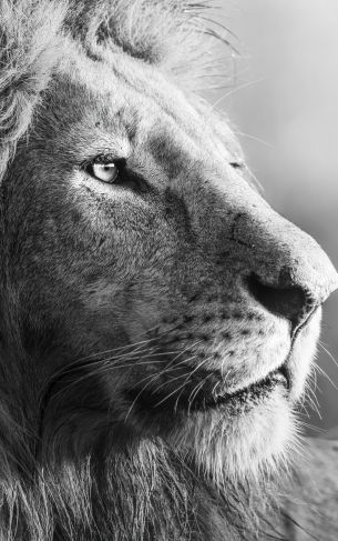 lion, predator, black and white Wallpaper 1752x2800