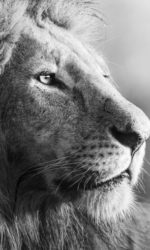 lion, predator, black and white Wallpaper 1200x2000
