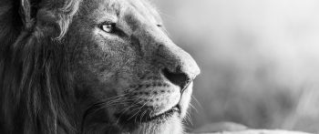 lion, predator, black and white Wallpaper 2560x1080