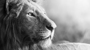 lion, predator, black and white Wallpaper 1280x720