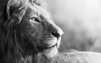 lion, predator, black and white Wallpaper 2560x1600