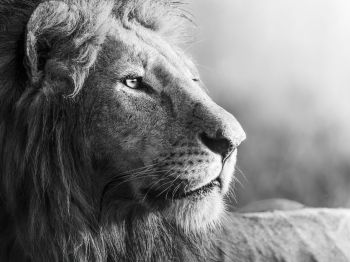 lion, predator, black and white Wallpaper 800x600