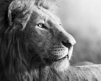 lion, predator, black and white Wallpaper 1280x1024