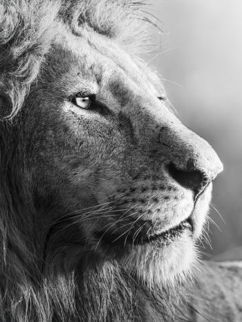 lion, predator, black and white Wallpaper 1668x2224