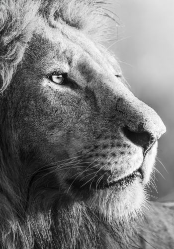 lion, predator, black and white Wallpaper 1668x2388