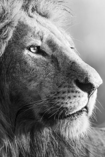 lion, predator, black and white Wallpaper 640x960