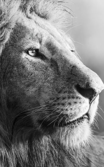lion, predator, black and white Wallpaper 1200x1920