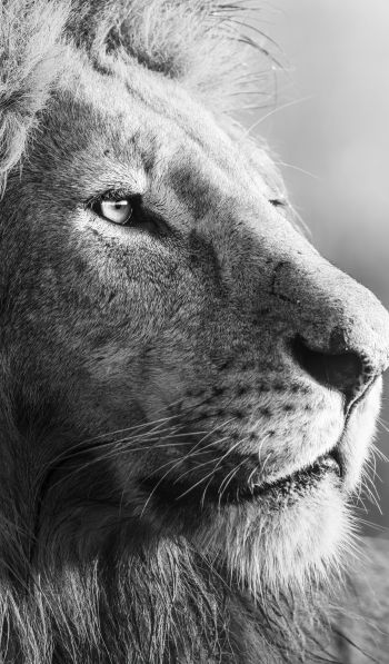 lion, predator, black and white Wallpaper 600x1024