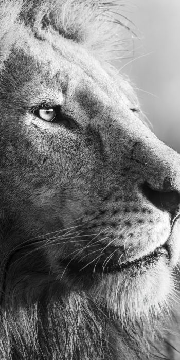 lion, predator, black and white Wallpaper 720x1440