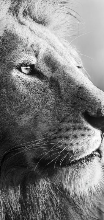 lion, predator, black and white Wallpaper 1440x3040