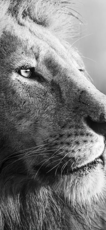 lion, predator, black and white Wallpaper 1284x2778