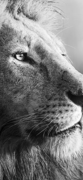 lion, predator, black and white Wallpaper 1080x2340