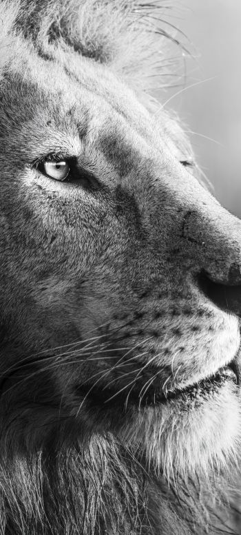 lion, predator, black and white Wallpaper 720x1600