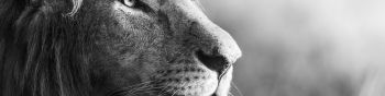 lion, predator, black and white Wallpaper 1590x400