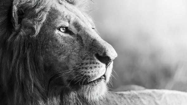 lion, predator, black and white Wallpaper 1366x768