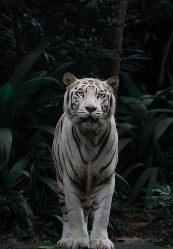 tiger albino, wildlife, predator Wallpaper 1668x2388