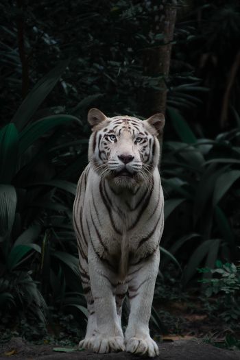 Обои 640x960 тигр альбинос, дикая природа, хищник