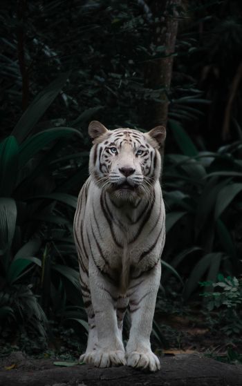 tiger albino, wildlife, predator Wallpaper 1752x2800