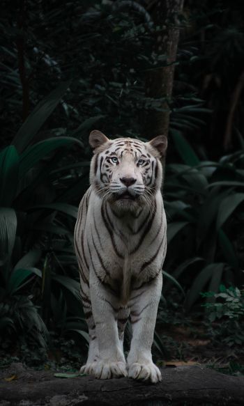 Обои 1200x2000 тигр альбинос, дикая природа, хищник