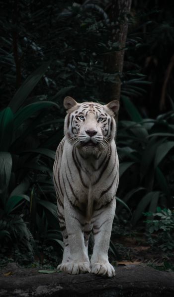 tiger albino, wildlife, predator Wallpaper 600x1024