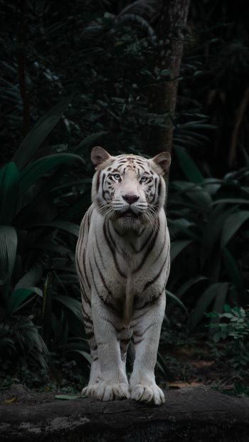 Обои 640x1136 тигр альбинос, дикая природа, хищник