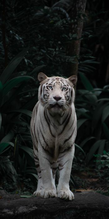 tiger albino, wildlife, predator Wallpaper 720x1440