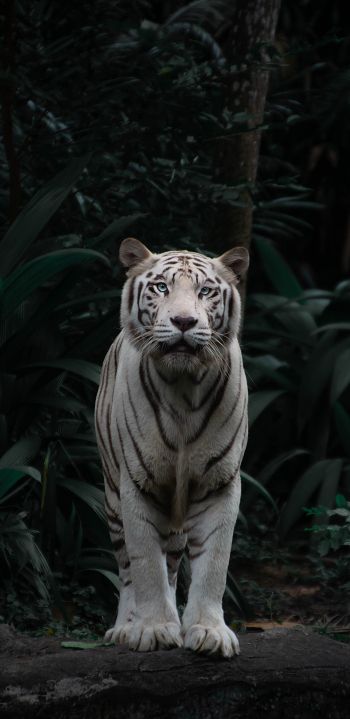 tiger albino, wildlife, predator Wallpaper 1440x2960