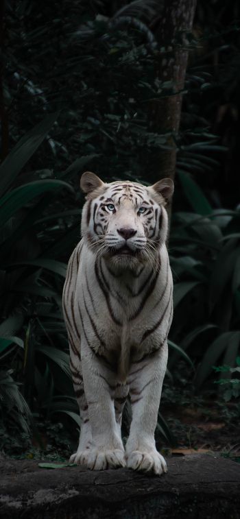 Обои 828x1792 тигр альбинос, дикая природа, хищник