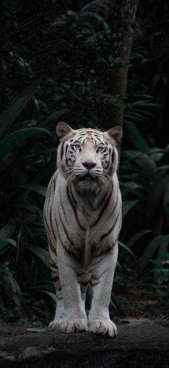 tiger albino, wildlife, predator Wallpaper 1080x2340