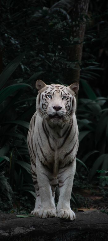 Обои 1080x2400 тигр альбинос, дикая природа, хищник