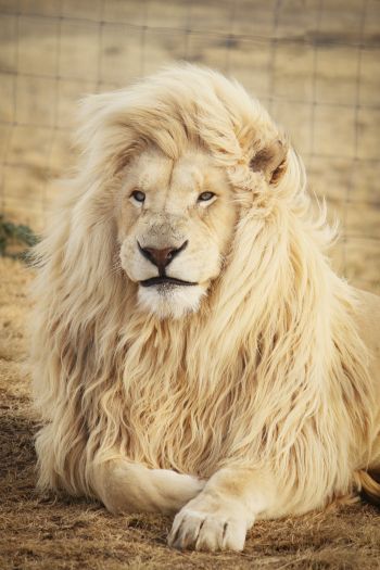 white lion, wildlife, mane Wallpaper 640x960