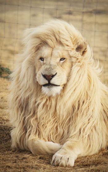 white lion, wildlife, mane Wallpaper 1600x2560