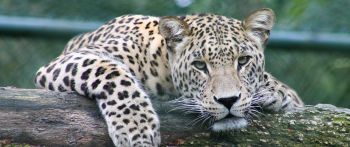 leopard, look, muzzle Wallpaper 2560x1080