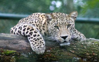 leopard, look, muzzle Wallpaper 2560x1600
