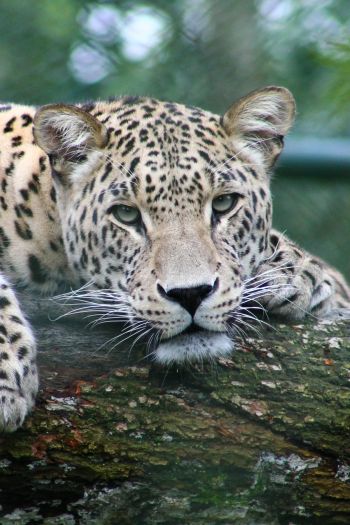 leopard, look, muzzle Wallpaper 640x960