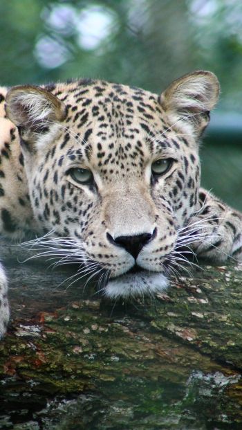 leopard, look, muzzle Wallpaper 640x1136