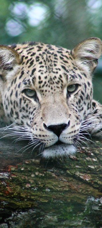 leopard, look, muzzle Wallpaper 1080x2400