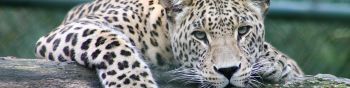 leopard, look, muzzle Wallpaper 1590x400