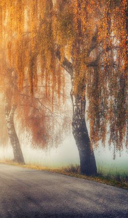 autumn, road, sunlight Wallpaper 600x1024