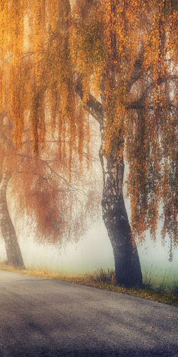 autumn, road, sunlight Wallpaper 720x1440