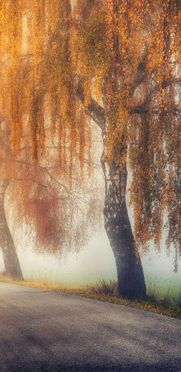 autumn, road, sunlight Wallpaper 1440x2960