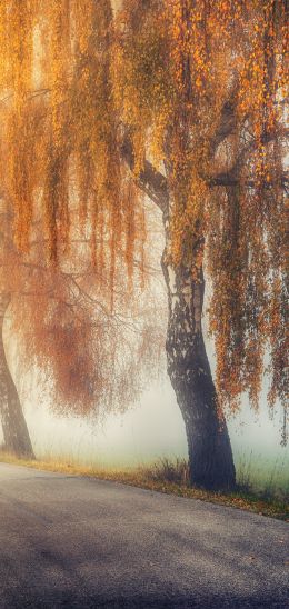 autumn, road, sunlight Wallpaper 1440x3040