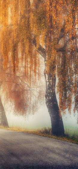 autumn, road, sunlight Wallpaper 1125x2436