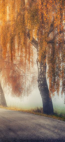 autumn, road, sunlight Wallpaper 1080x2340