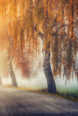 autumn, road, sunlight Wallpaper 640x960