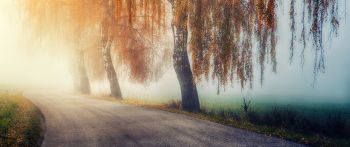 autumn, road, sunlight Wallpaper 2560x1080