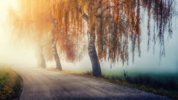 autumn, road, sunlight Wallpaper 1600x900