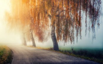 autumn, road, sunlight Wallpaper 2560x1600