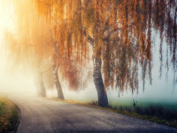 autumn, road, sunlight Wallpaper 1024x768